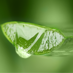 Close-up of a green leaf with a water droplet on a blurred green background