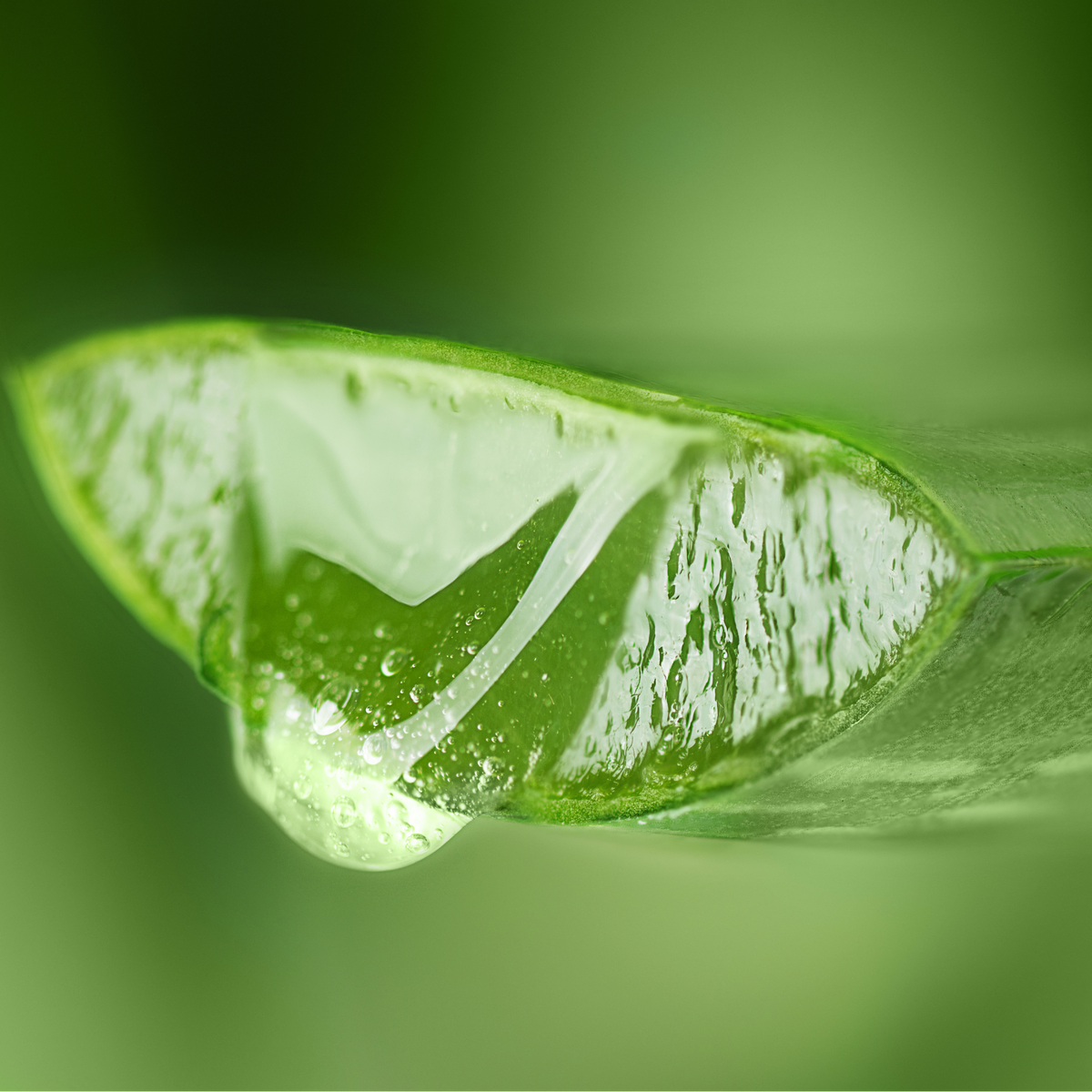 Close-up of a green leaf with a water droplet on a blurred green background