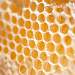 Close-up of a honeycomb structure filled with golden yellow honey, showing translucent wax cells.