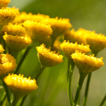 Close-up of yellow flowers with a blurred green background