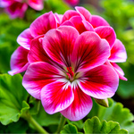 Close-up of a geranium flower with green leaves in the background