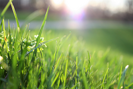Close-up of green grass with sunlight filtering through, creating a blurred background