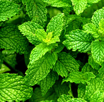 Close-up of green mint leaves