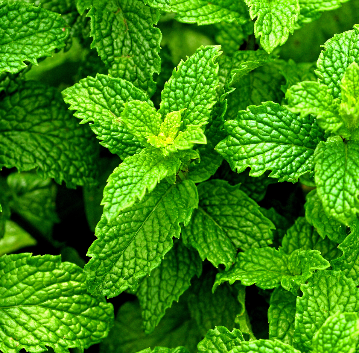 Close-up of green mint leaves