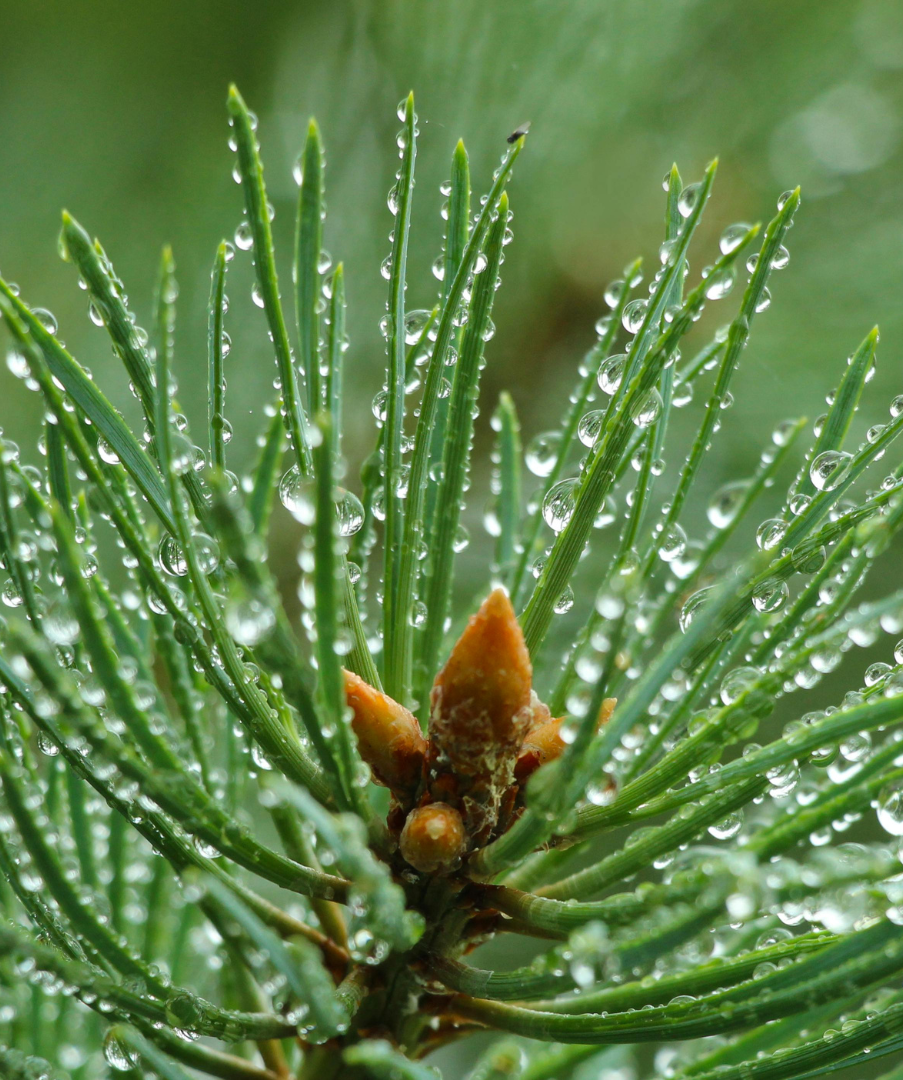 Close-up of pine needles with water droplets on a blurred green background