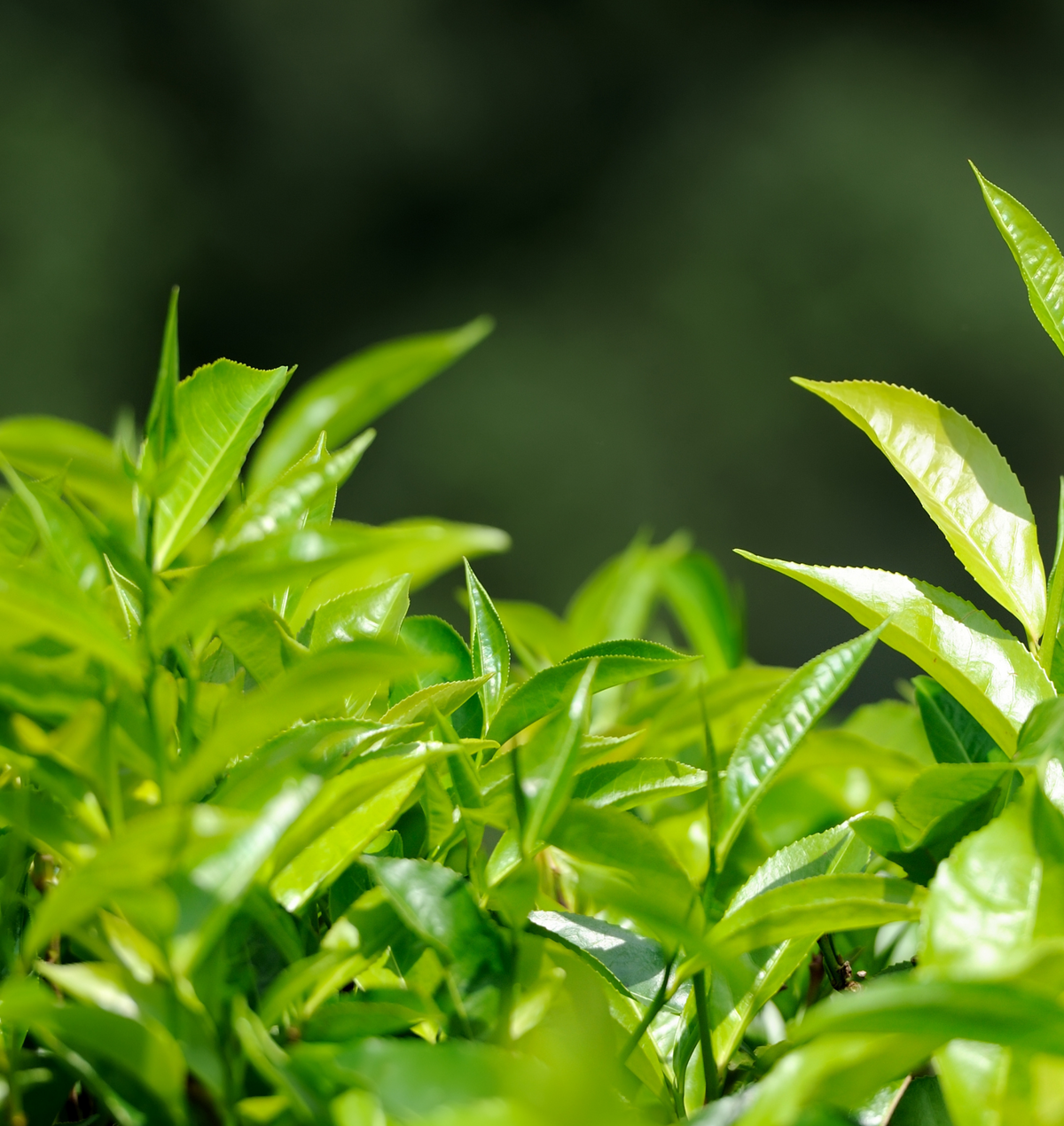 Close-up of green leaves with a blurred green background